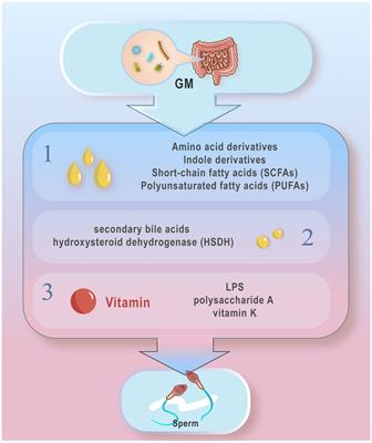 The potential influence and intervention measures of gut microbiota on sperm: it is time to focus on testis-gut microbiota axis